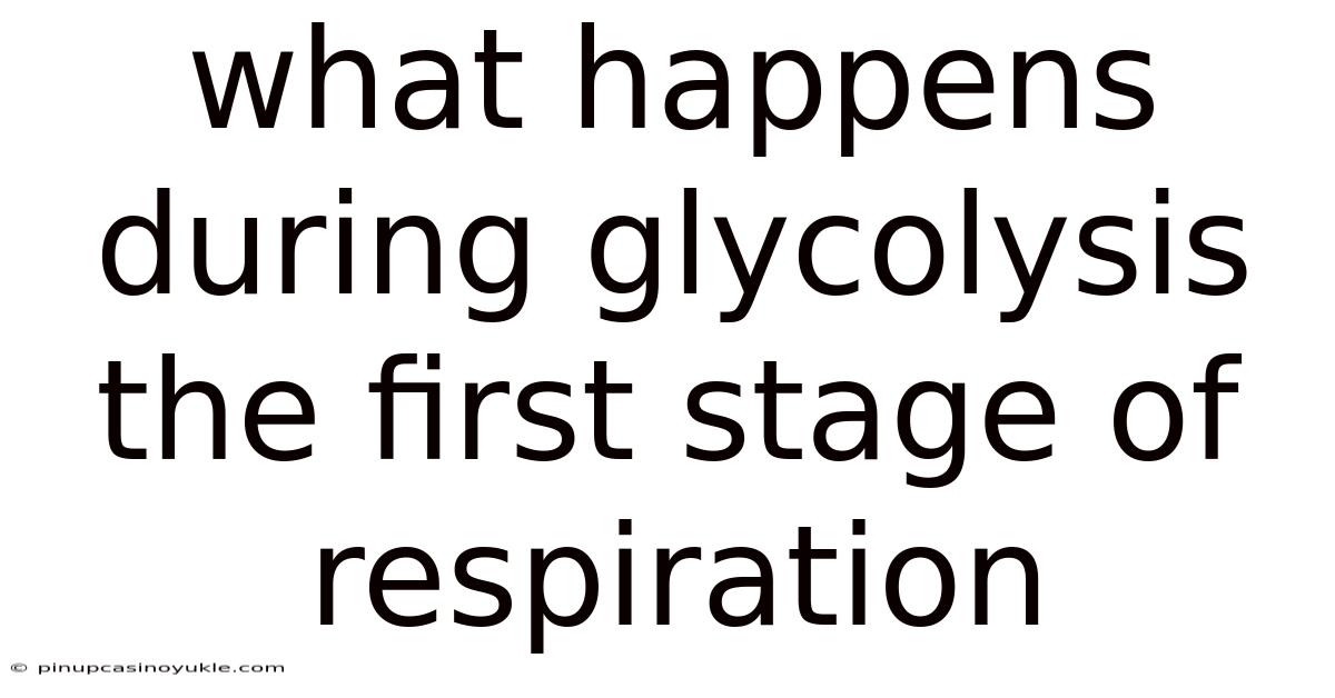 What Happens During Glycolysis The First Stage Of Respiration