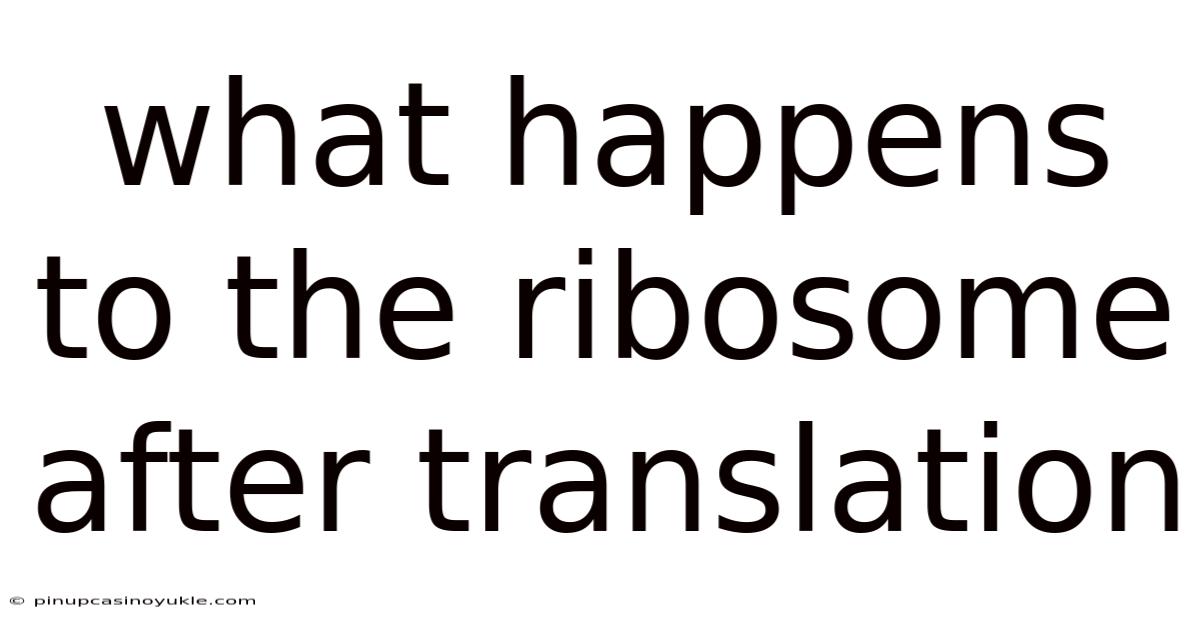What Happens To The Ribosome After Translation