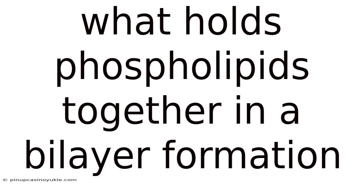What Holds Phospholipids Together In A Bilayer Formation