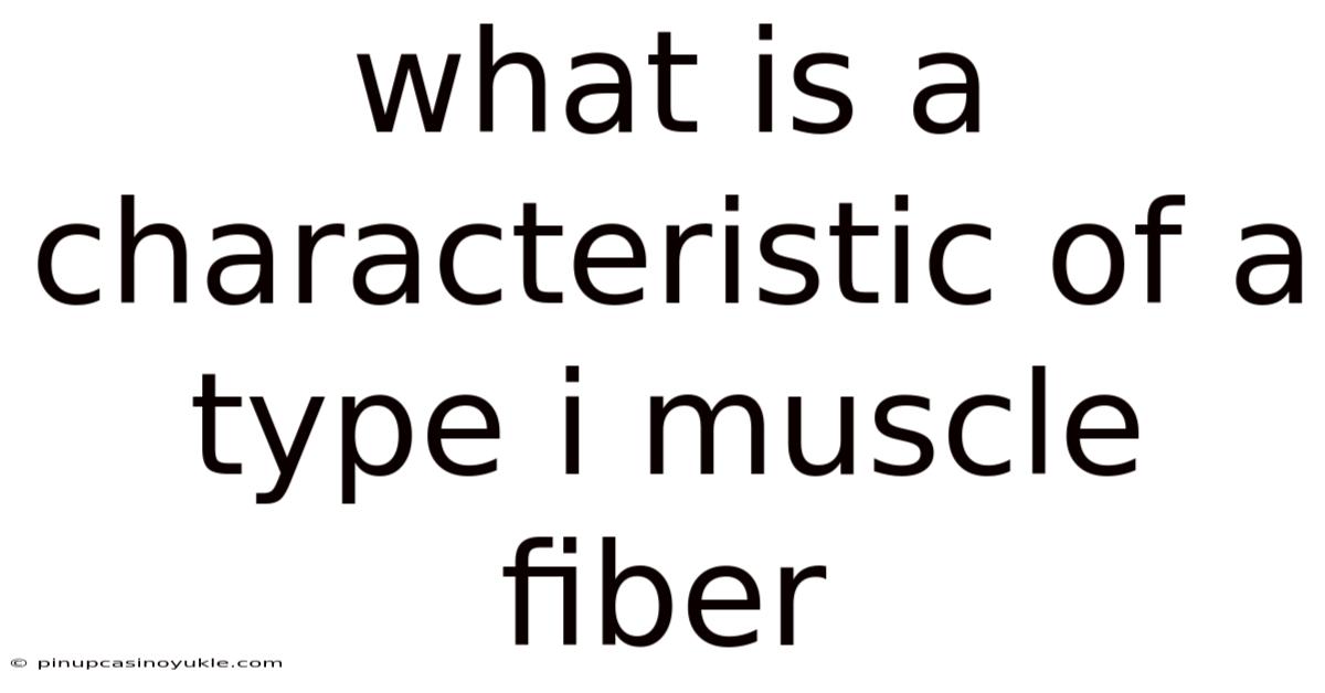 What Is A Characteristic Of A Type I Muscle Fiber