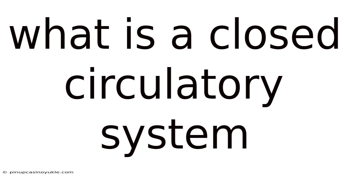 What Is A Closed Circulatory System