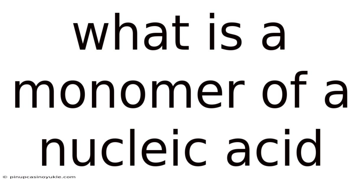 What Is A Monomer Of A Nucleic Acid