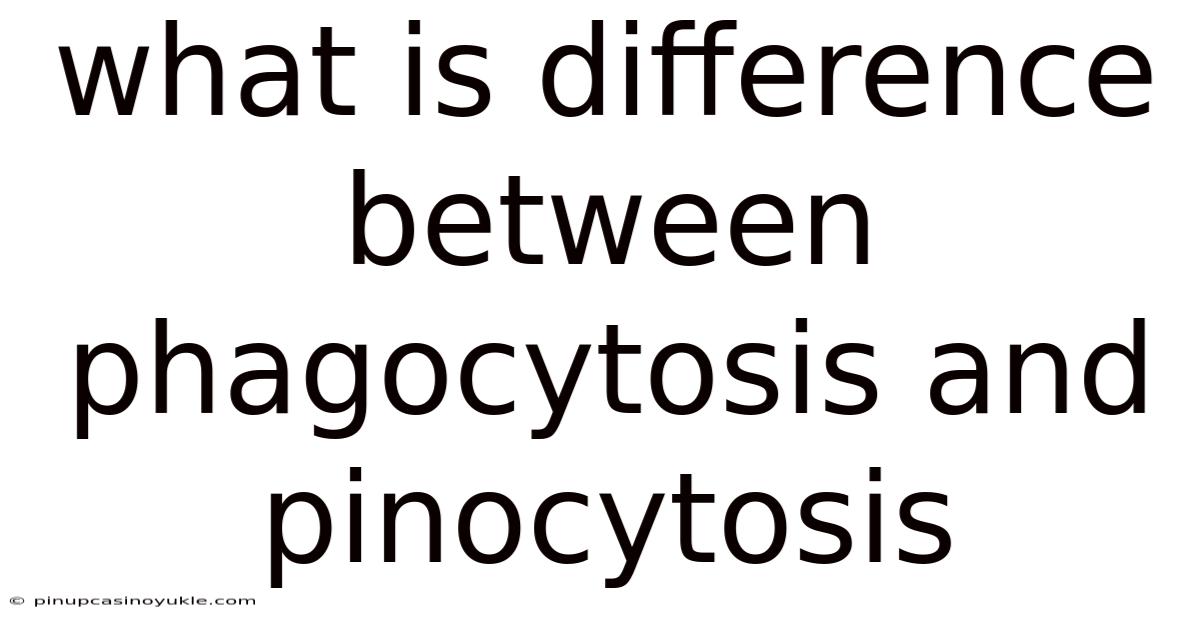 What Is Difference Between Phagocytosis And Pinocytosis