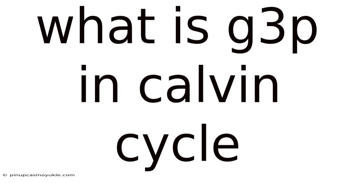 What Is G3p In Calvin Cycle