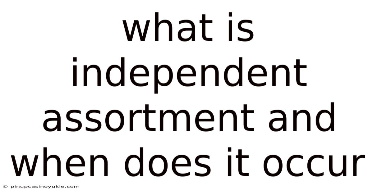 What Is Independent Assortment And When Does It Occur