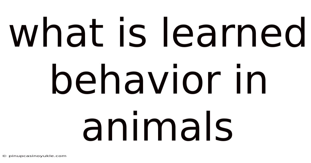 What Is Learned Behavior In Animals