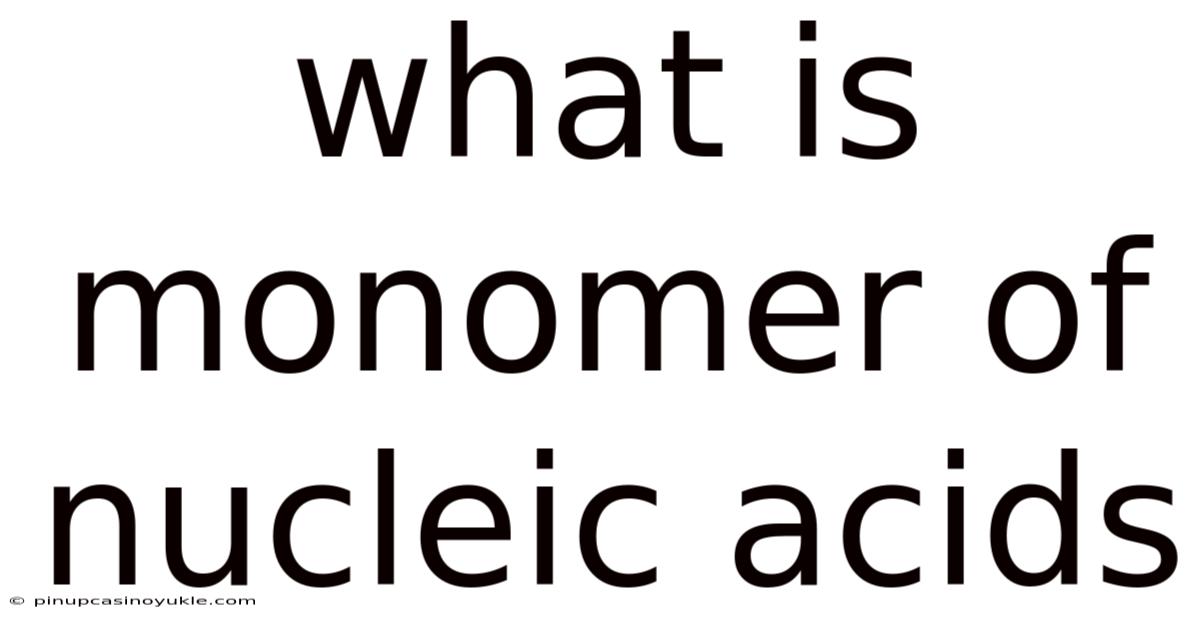 What Is Monomer Of Nucleic Acids