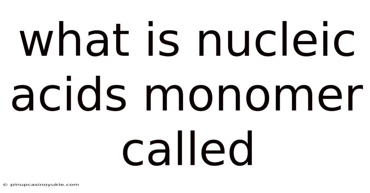 What Is Nucleic Acids Monomer Called