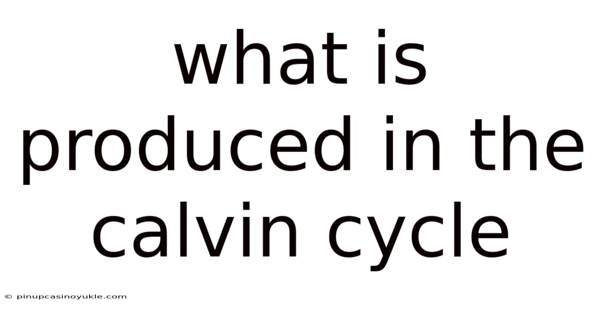What Is Produced In The Calvin Cycle
