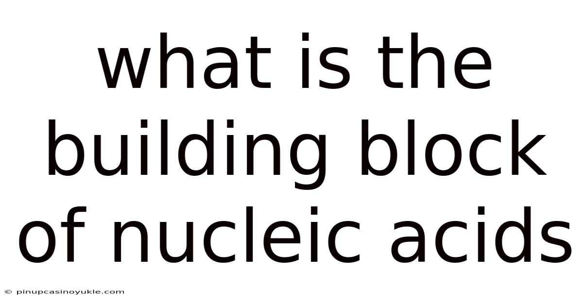 What Is The Building Block Of Nucleic Acids