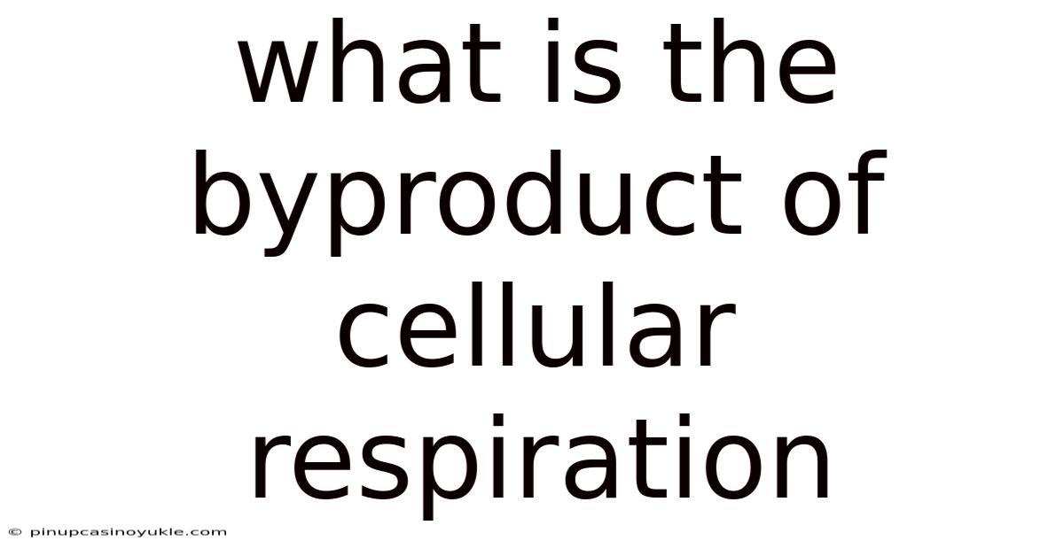 What Is The Byproduct Of Cellular Respiration