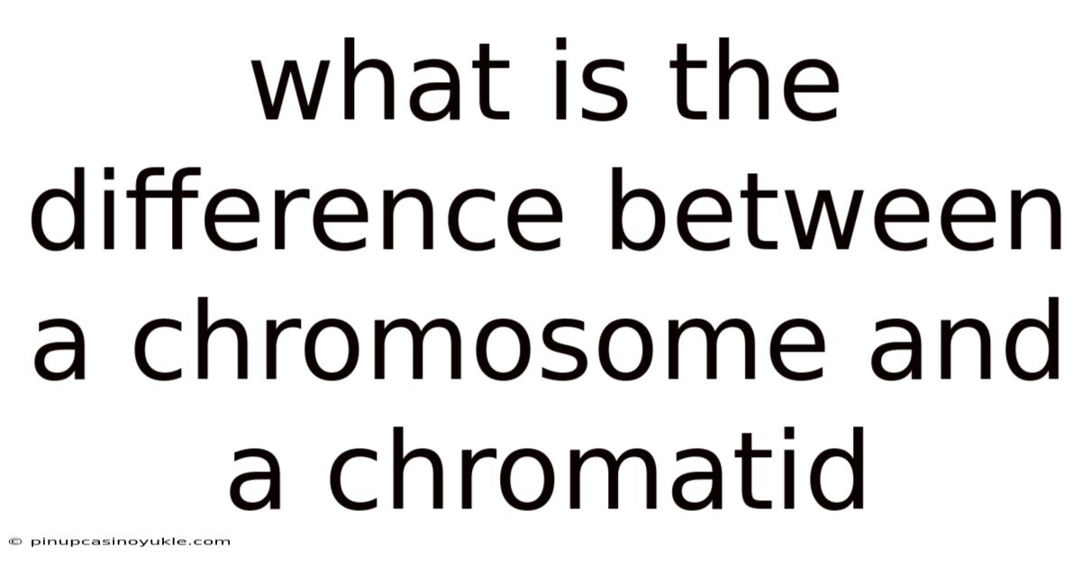 What Is The Difference Between A Chromosome And A Chromatid