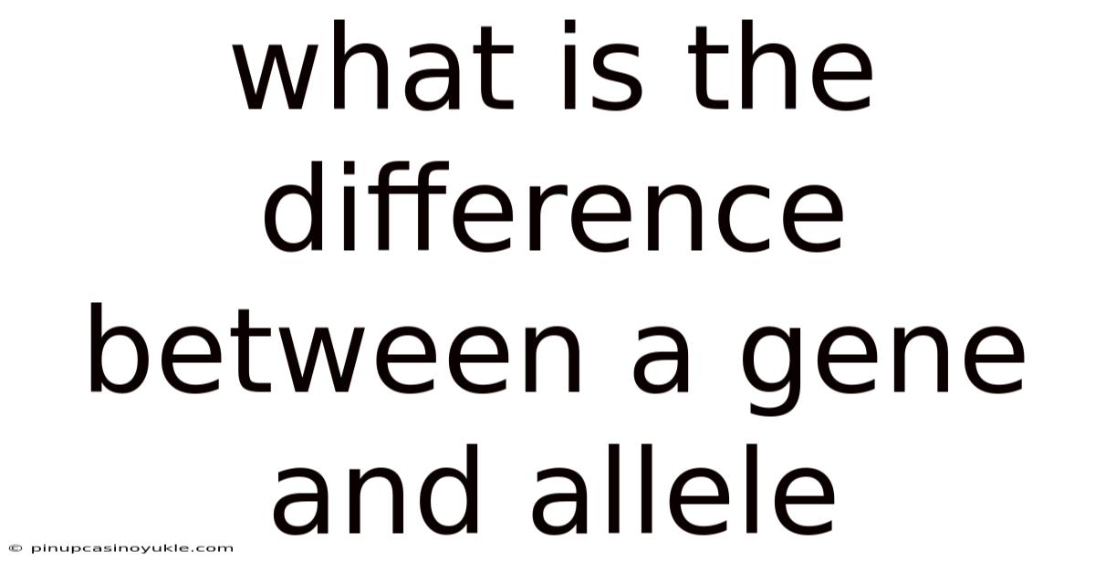 What Is The Difference Between A Gene And Allele