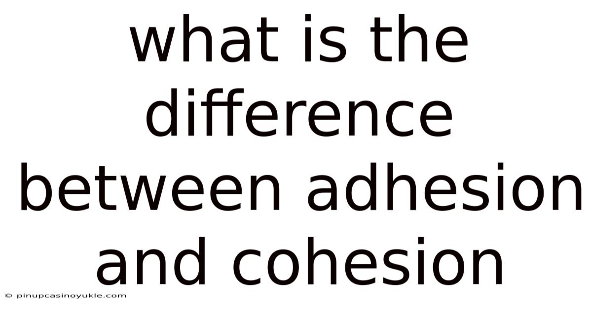 What Is The Difference Between Adhesion And Cohesion