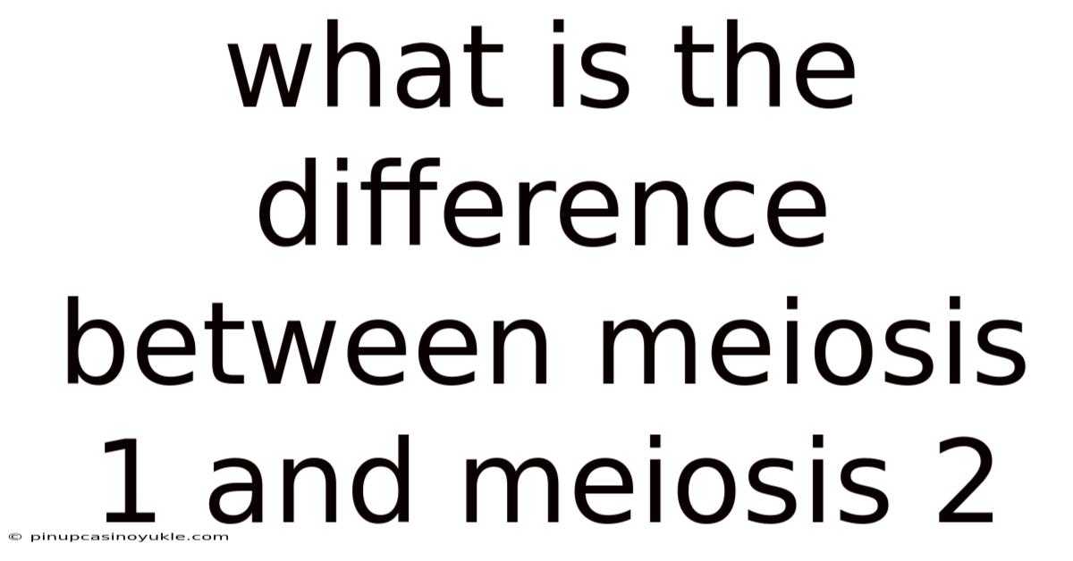 What Is The Difference Between Meiosis 1 And Meiosis 2