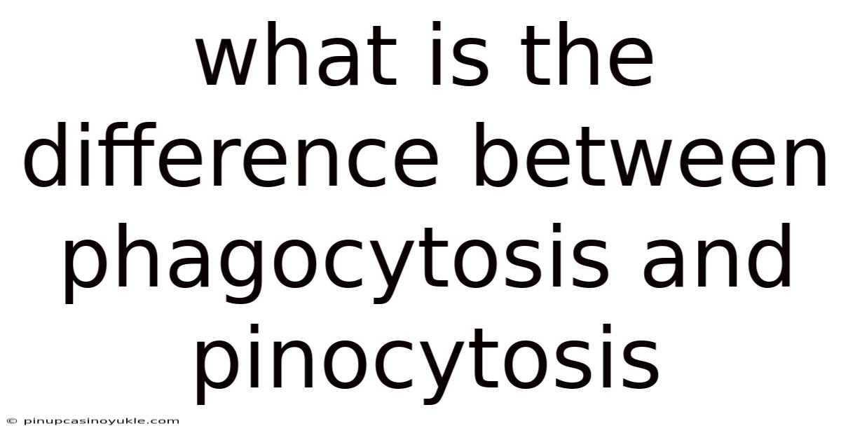 What Is The Difference Between Phagocytosis And Pinocytosis