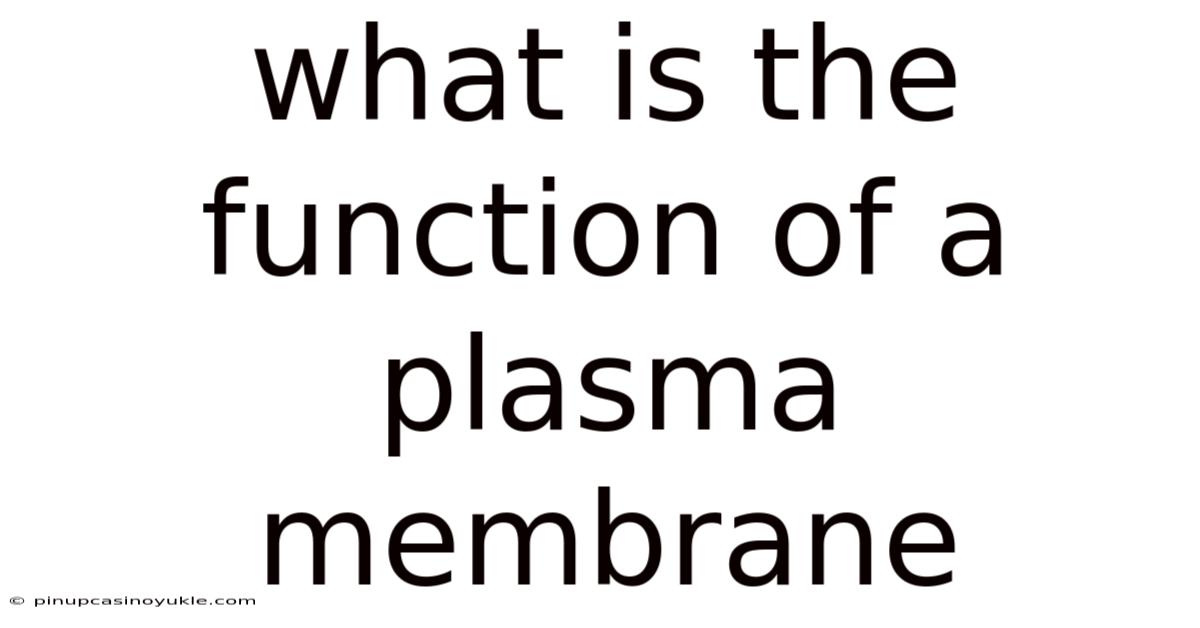 What Is The Function Of A Plasma Membrane