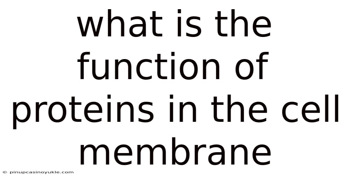 What Is The Function Of Proteins In The Cell Membrane