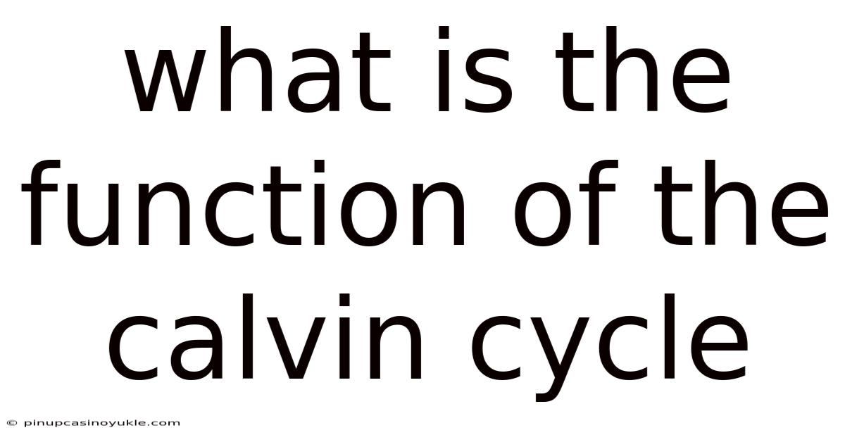 What Is The Function Of The Calvin Cycle