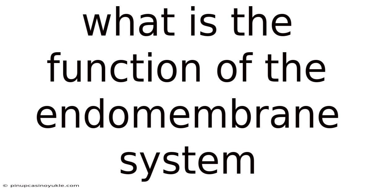 What Is The Function Of The Endomembrane System