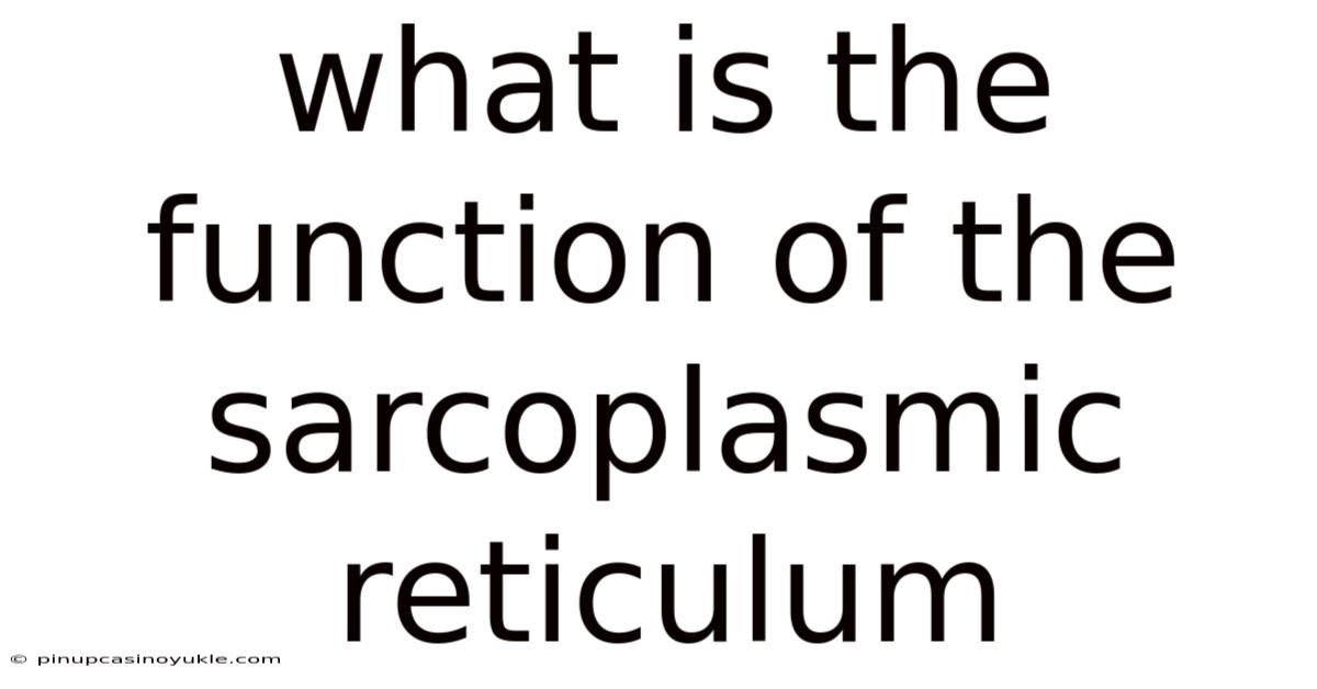 What Is The Function Of The Sarcoplasmic Reticulum