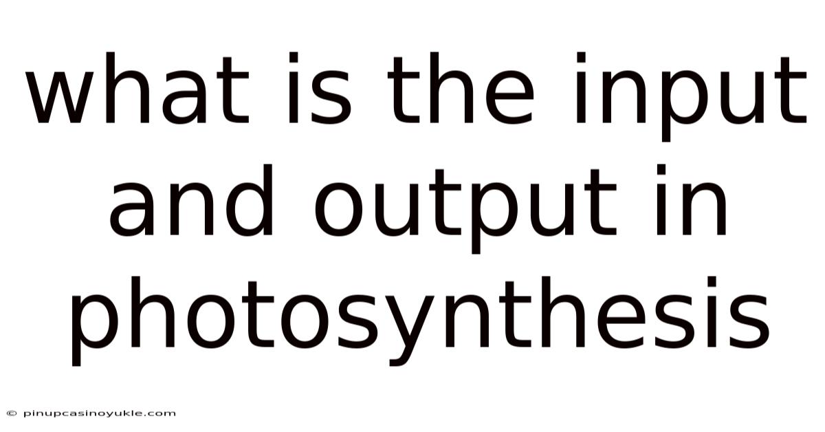 What Is The Input And Output In Photosynthesis