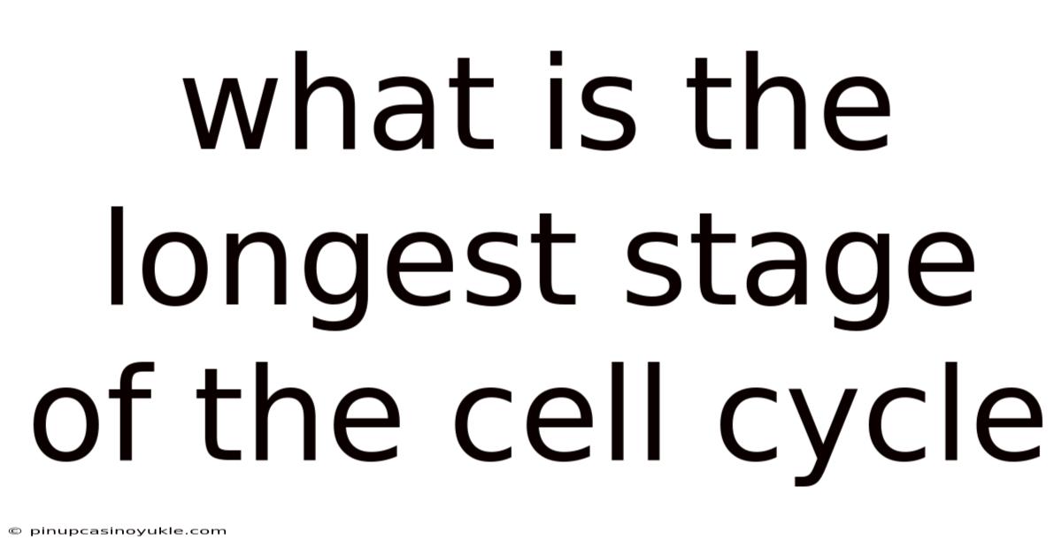 What Is The Longest Stage Of The Cell Cycle