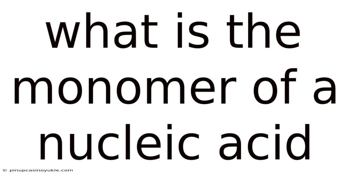 What Is The Monomer Of A Nucleic Acid