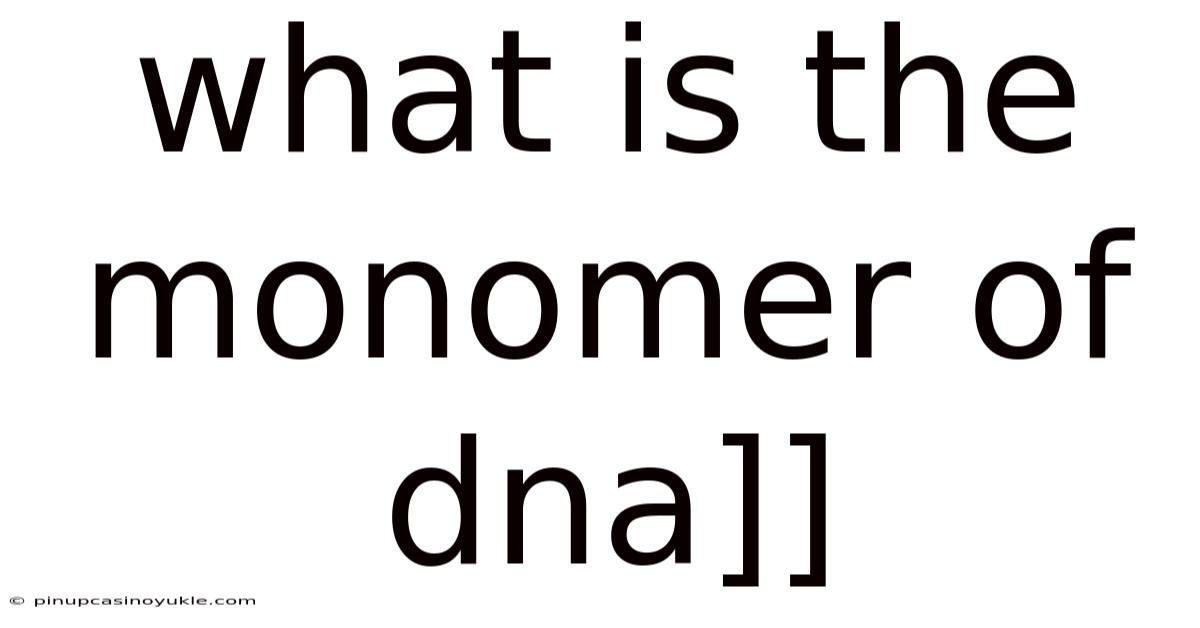 What Is The Monomer Of Dna]]