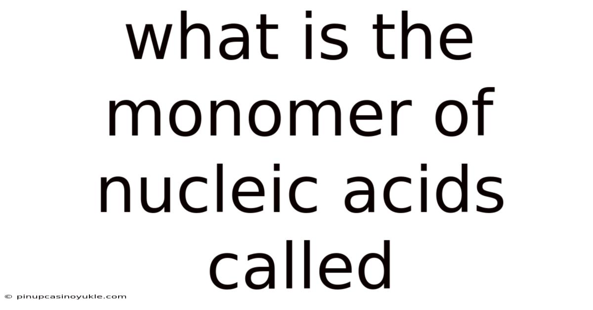 What Is The Monomer Of Nucleic Acids Called