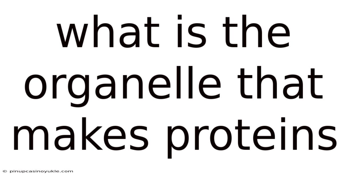 What Is The Organelle That Makes Proteins