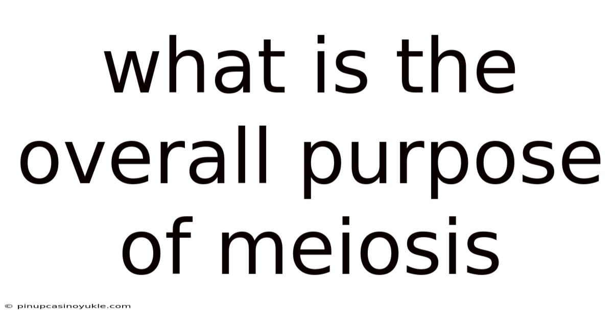 What Is The Overall Purpose Of Meiosis