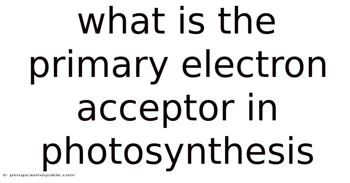 What Is The Primary Electron Acceptor In Photosynthesis