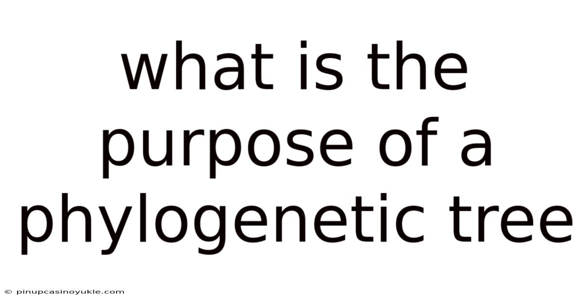 What Is The Purpose Of A Phylogenetic Tree