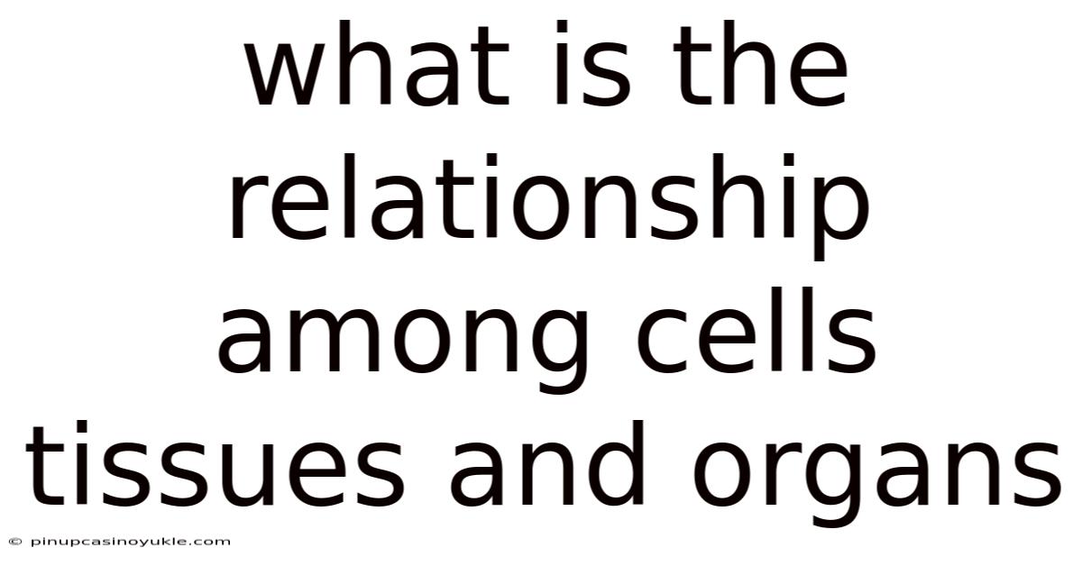 What Is The Relationship Among Cells Tissues And Organs