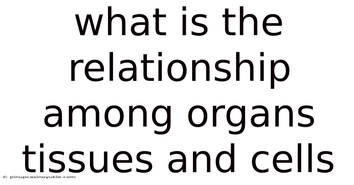 What Is The Relationship Among Organs Tissues And Cells