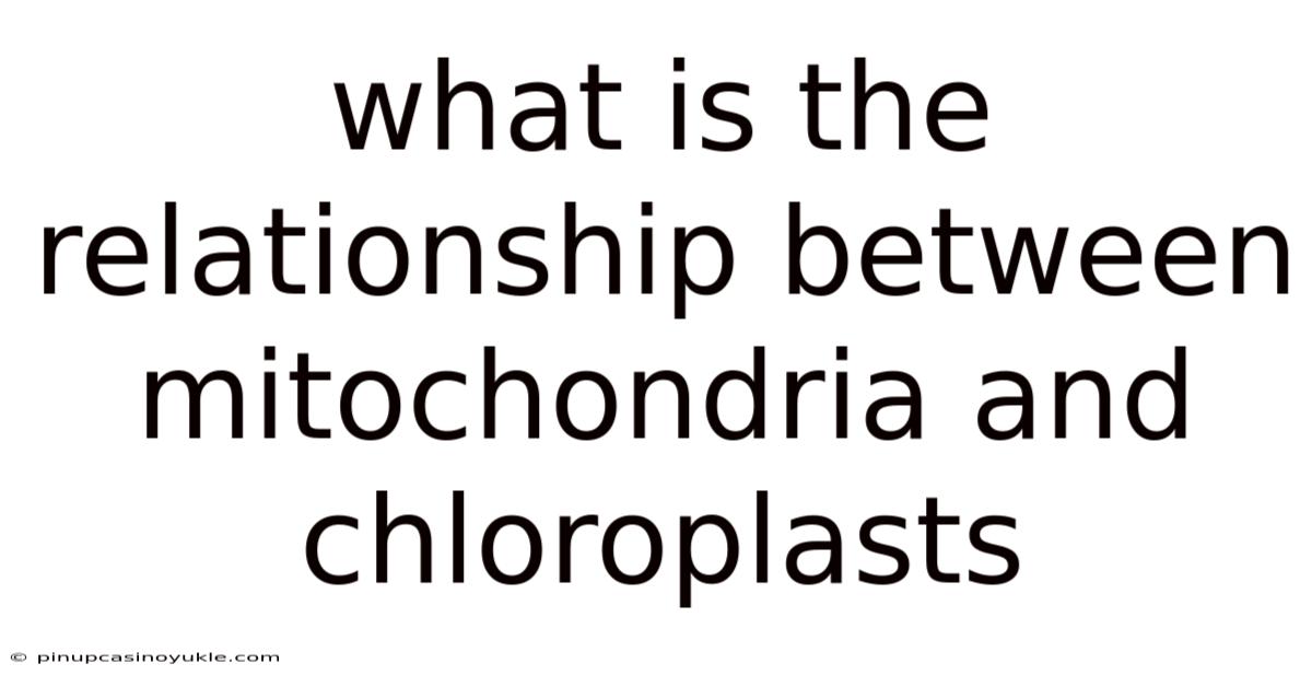 What Is The Relationship Between Mitochondria And Chloroplasts