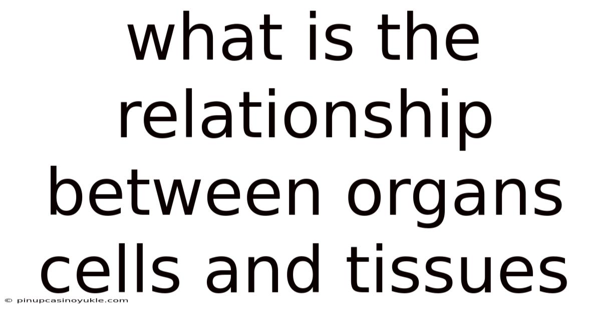 What Is The Relationship Between Organs Cells And Tissues