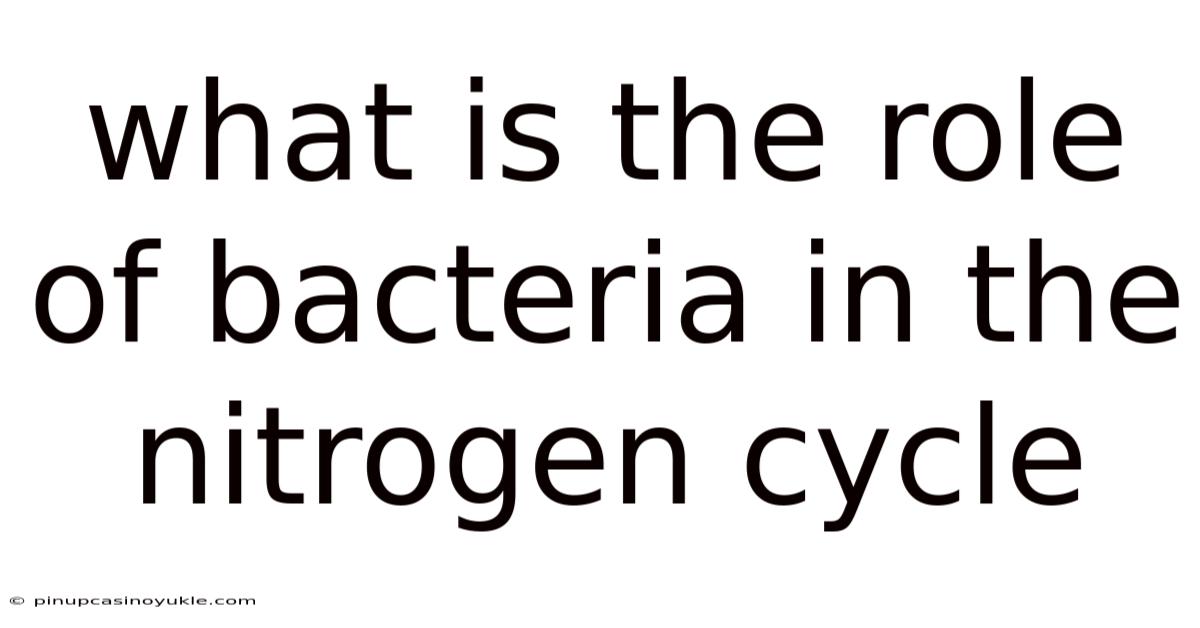 What Is The Role Of Bacteria In The Nitrogen Cycle