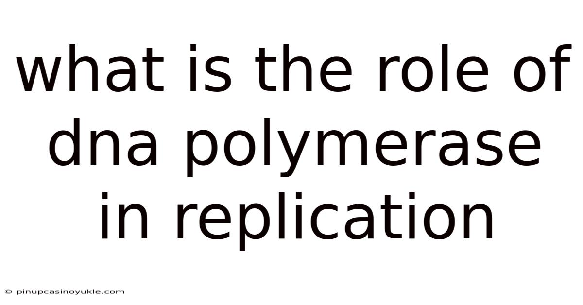 What Is The Role Of Dna Polymerase In Replication