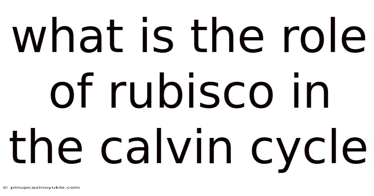 What Is The Role Of Rubisco In The Calvin Cycle