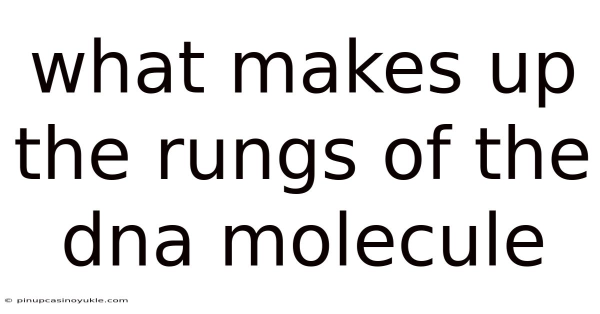 What Makes Up The Rungs Of The Dna Molecule