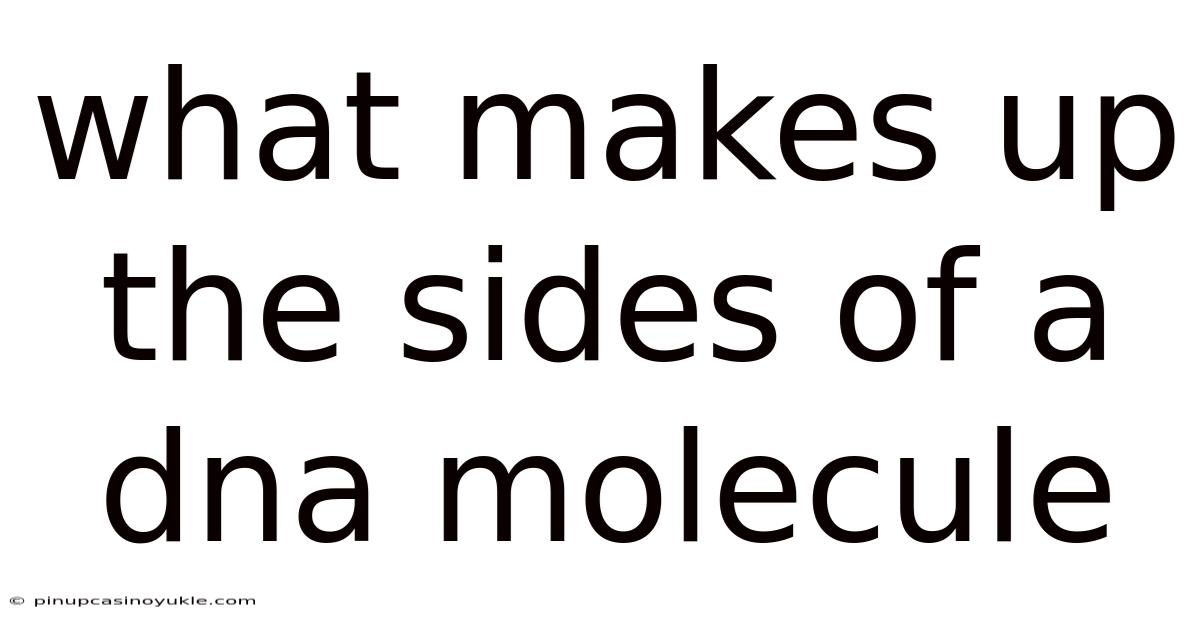 What Makes Up The Sides Of A Dna Molecule