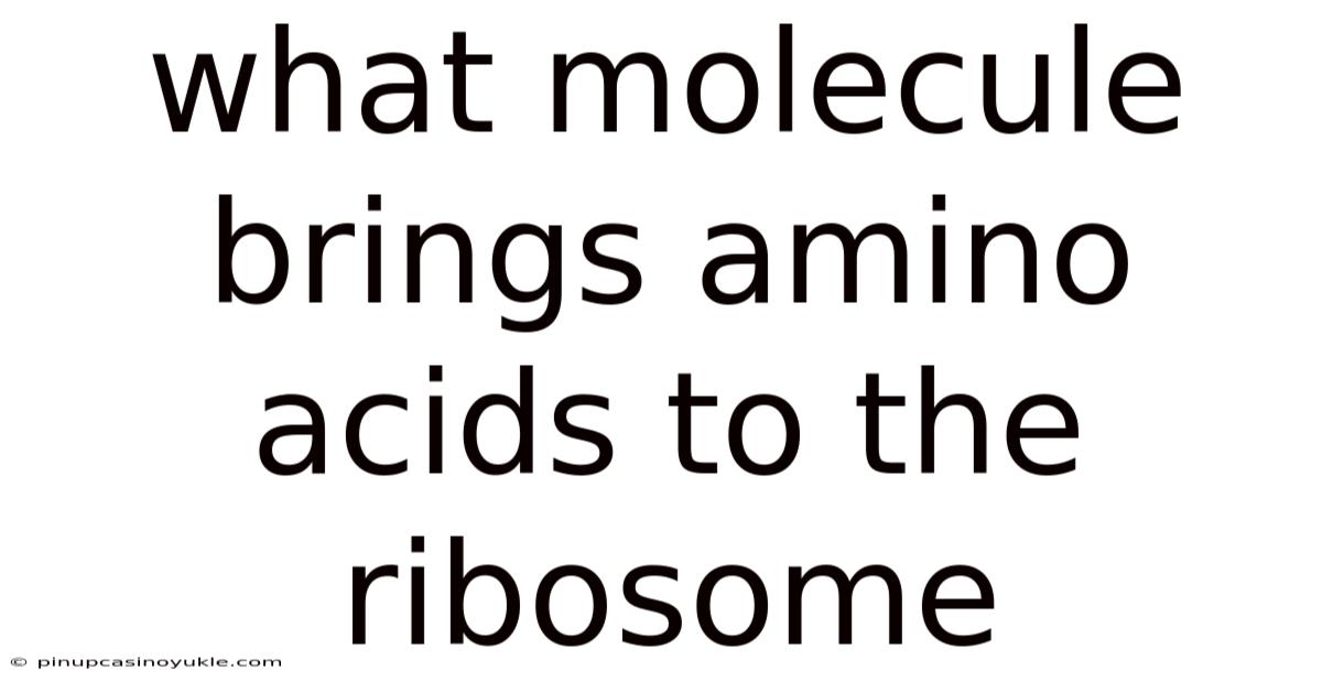 What Molecule Brings Amino Acids To The Ribosome