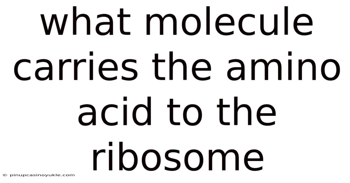 What Molecule Carries The Amino Acid To The Ribosome