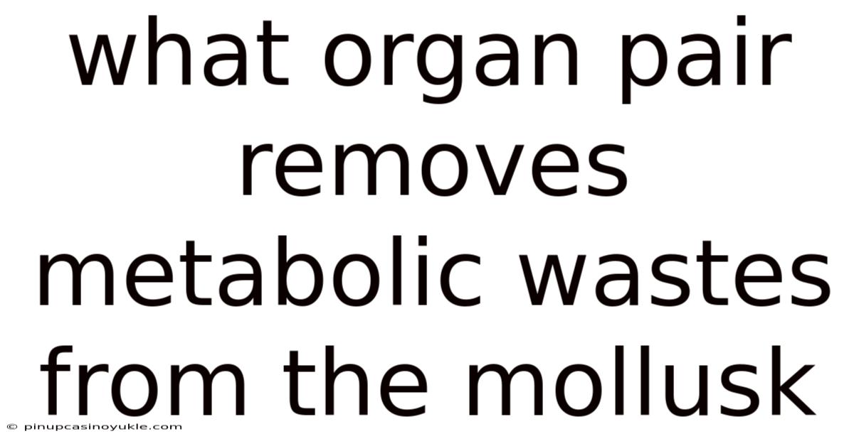What Organ Pair Removes Metabolic Wastes From The Mollusk