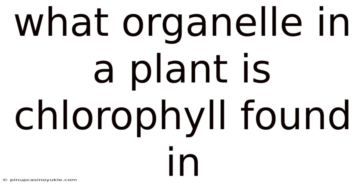 What Organelle In A Plant Is Chlorophyll Found In