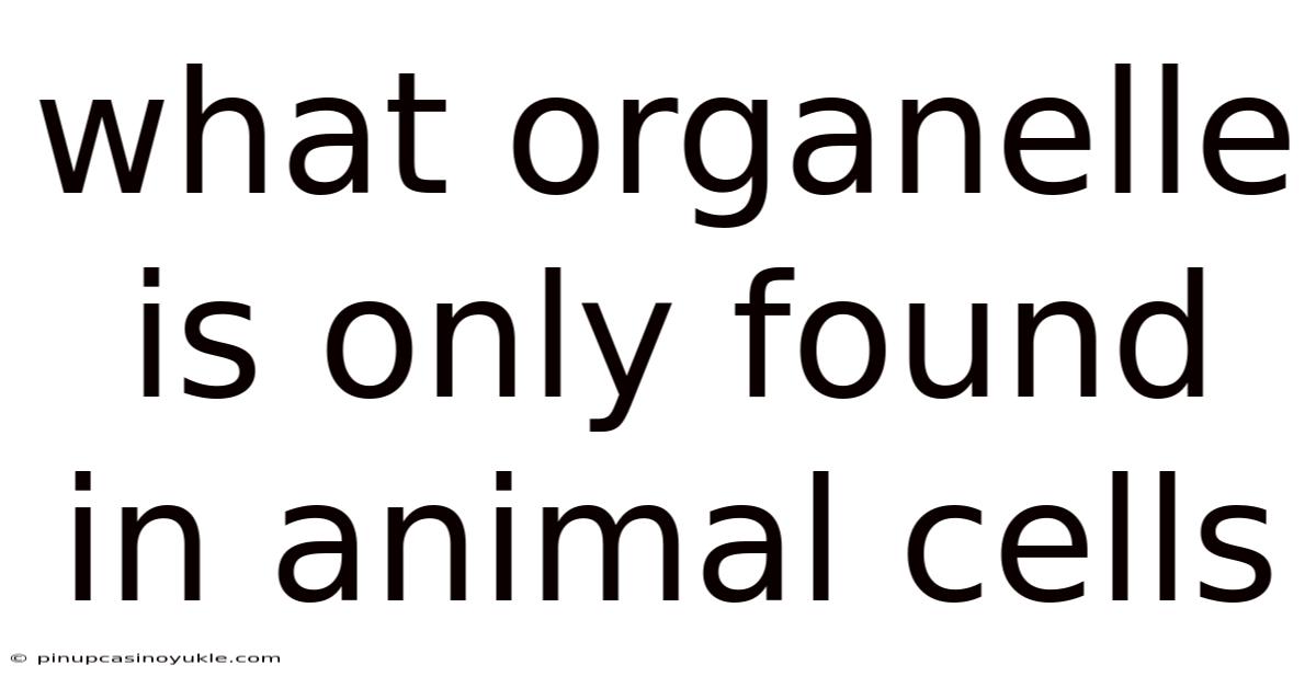 What Organelle Is Only Found In Animal Cells