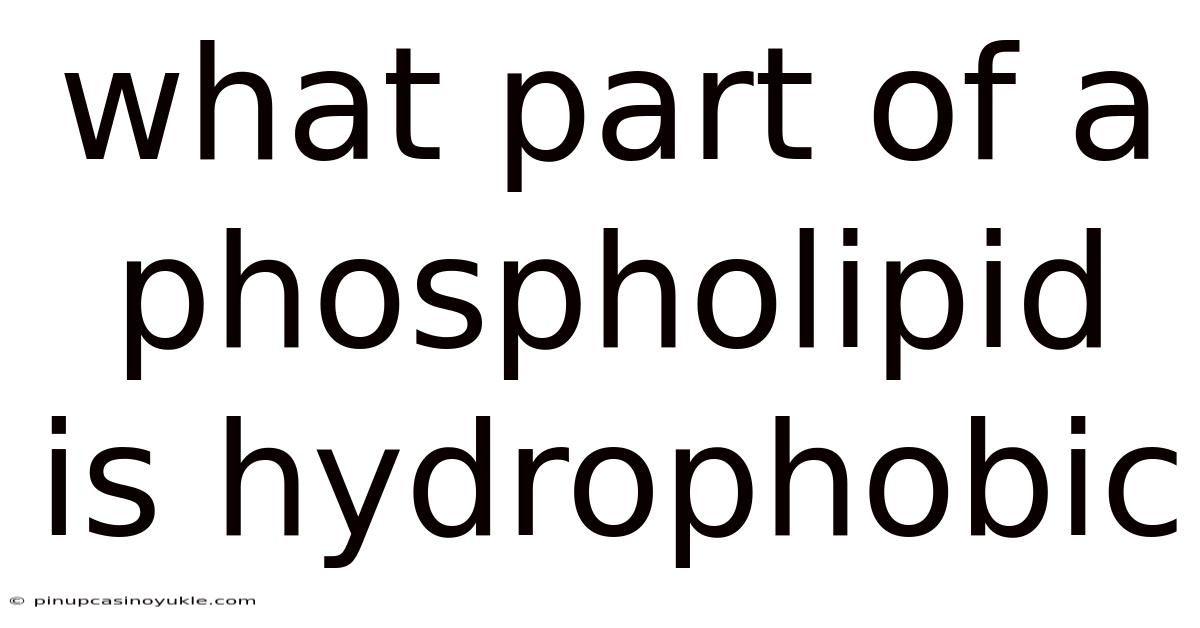 What Part Of A Phospholipid Is Hydrophobic