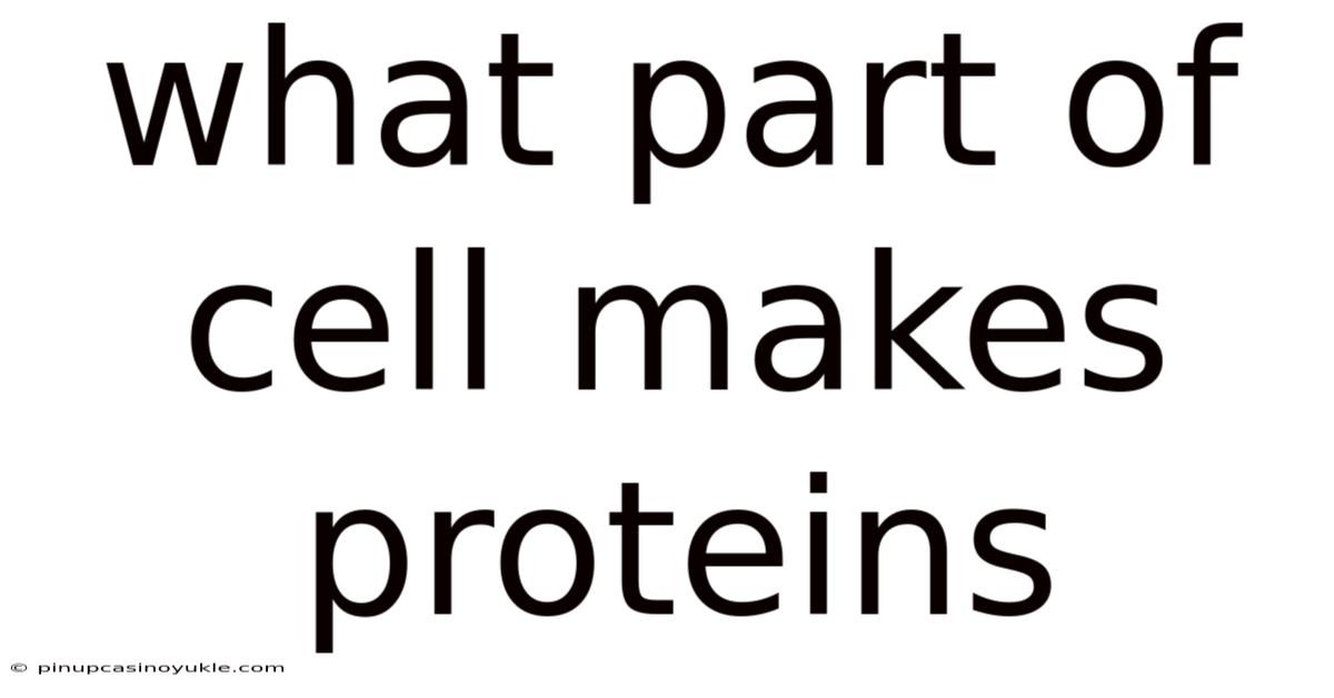 What Part Of Cell Makes Proteins